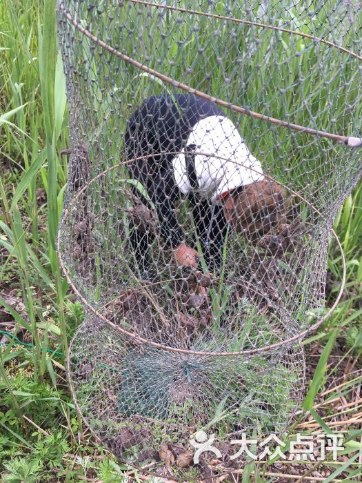 大龙农家乐(崇明陈家镇店)