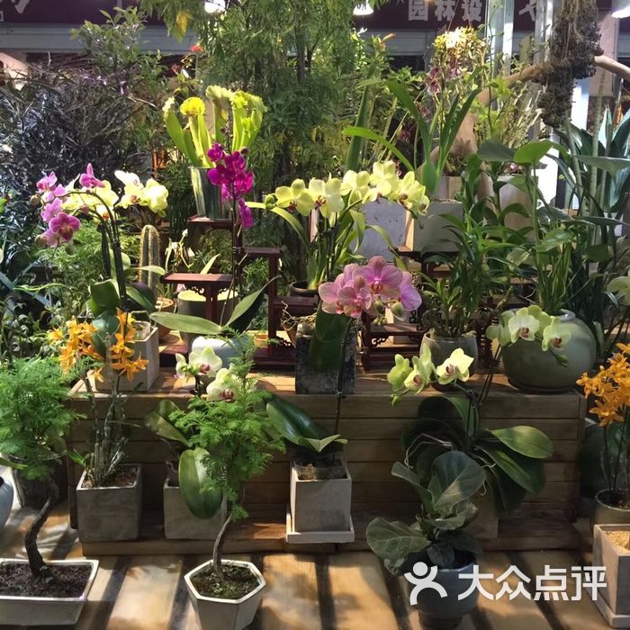 朝来春花卉市场图片-北京花店-大众点评网