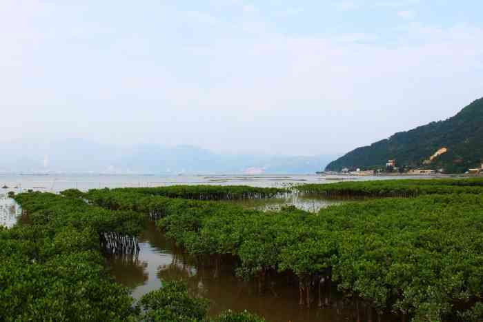 北山红树林海岸公园-"福州的罗源县城离不远有个北旁.