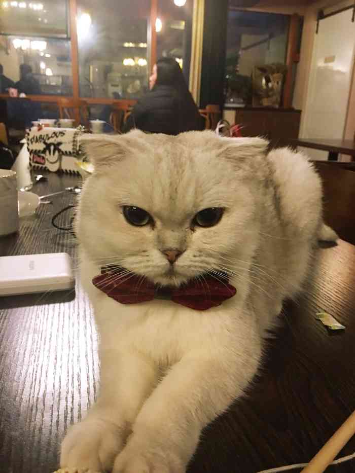 蓝鲸地下吸猫场所·猫咖啡厅