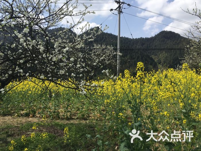 印盒李花生态旅游区-图片-重庆周边游-大众点评