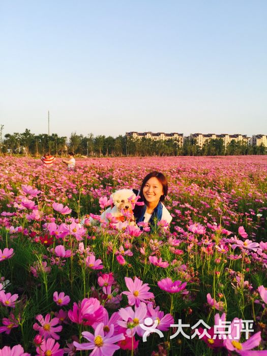 湘湖花海图片 第9张