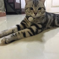 喵咪是猫吗 LJkXqeIojrMsJcApvjMRWqQZ9buY6O8gsI_GskCFWYBfIrBx1qjFI1IJwOwyeAgbF5u7J_jS4MuCaeLAHD0KTg.jpg