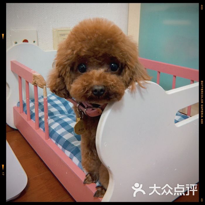 恩宠宠物火化宠物殡葬(徐径店)图片 - 第3张