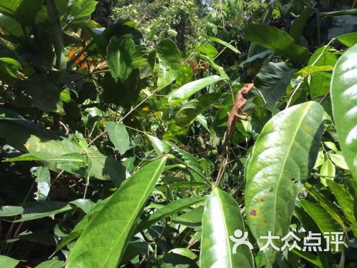 呀诺达雨林文化旅游区-图片-保亭景点