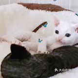 德文卷毛猫别名德文帝王猫英文名devonre