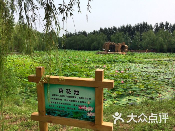 荷花湾生态园图片 - 第5张