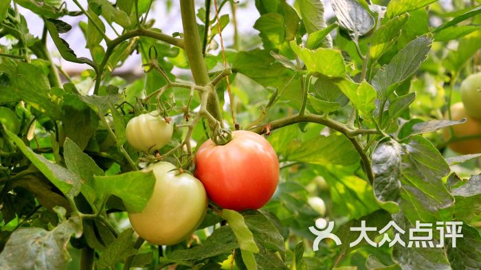 奥一农场蔬菜特写图片 第10张
