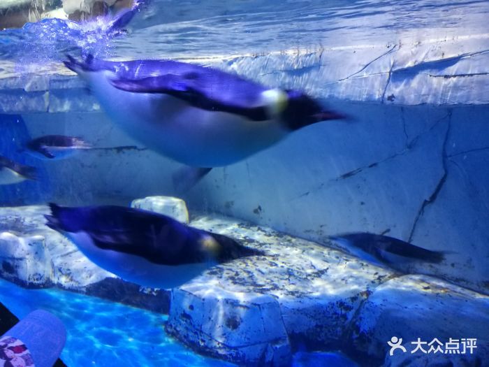成都海昌极地海洋公园-图片-双流区周边游-大众点评网