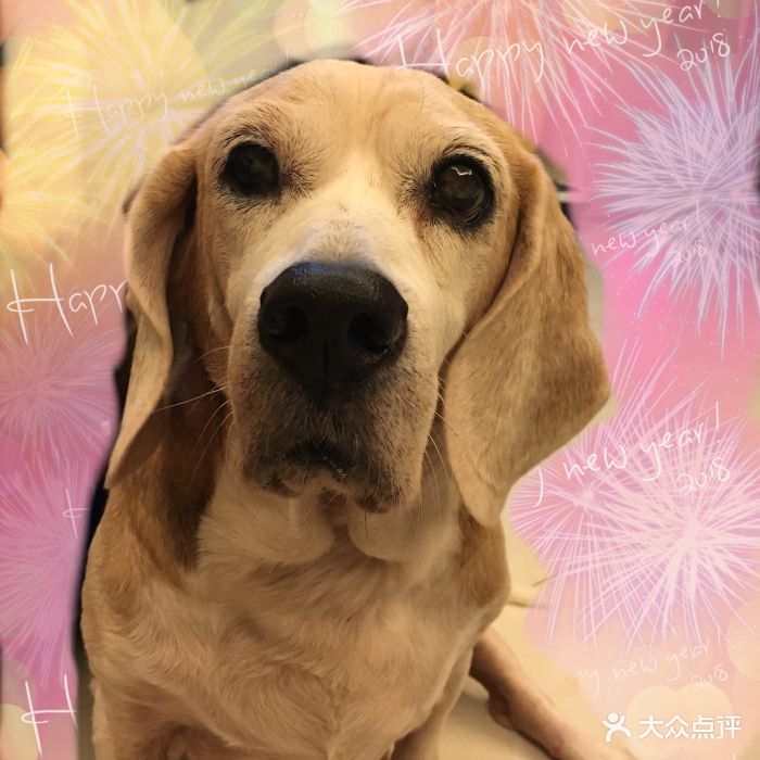 彩虹桥宠物火化善终服务