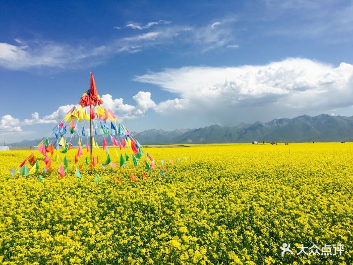 门源百里油菜花海图片 - 第513张