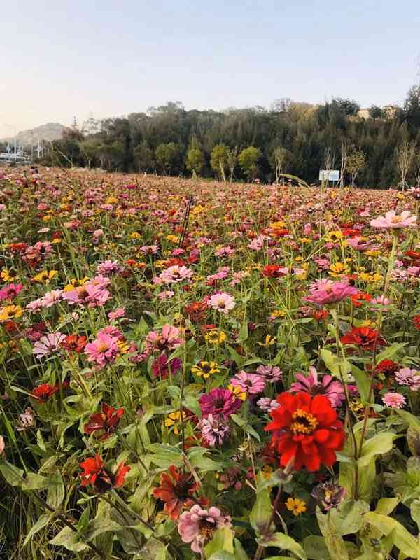 花海谷-"石狮市:花海谷公园,山石峻峭,满眼翠绿,."-大众点评移动版