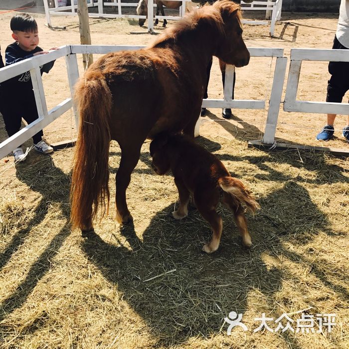 天精地华宠物乐园图片-北京儿童主题乐园-大众点评网