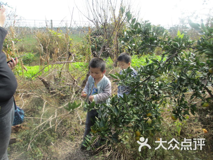 青浦采摘阿斌草莓园农家乐四季果园(阿斌农家乐)图片 第391张