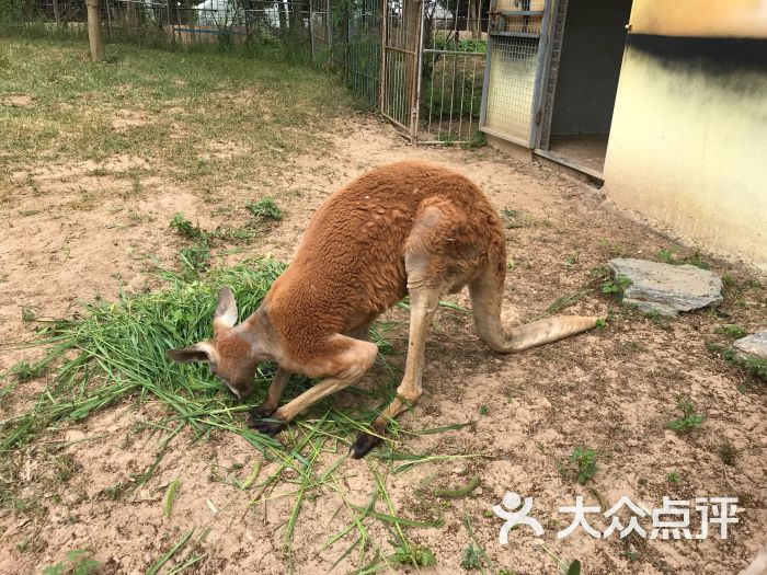 镇江开心动物园图片 - 第6张