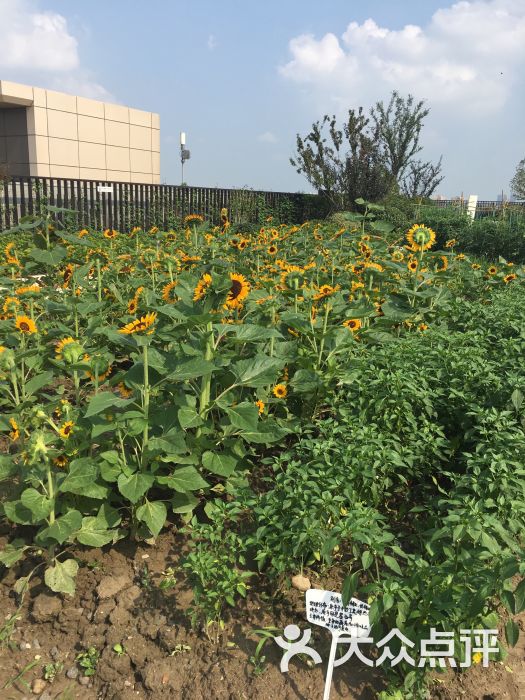 屋顶花园很大分了几大区域有农场有马场现在