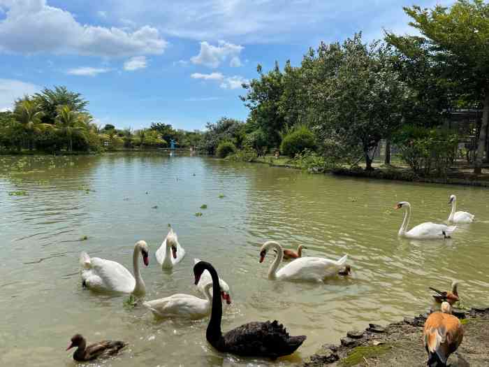 海口天鹅湖动物基地-"这里大部分全是散养的动物,可以