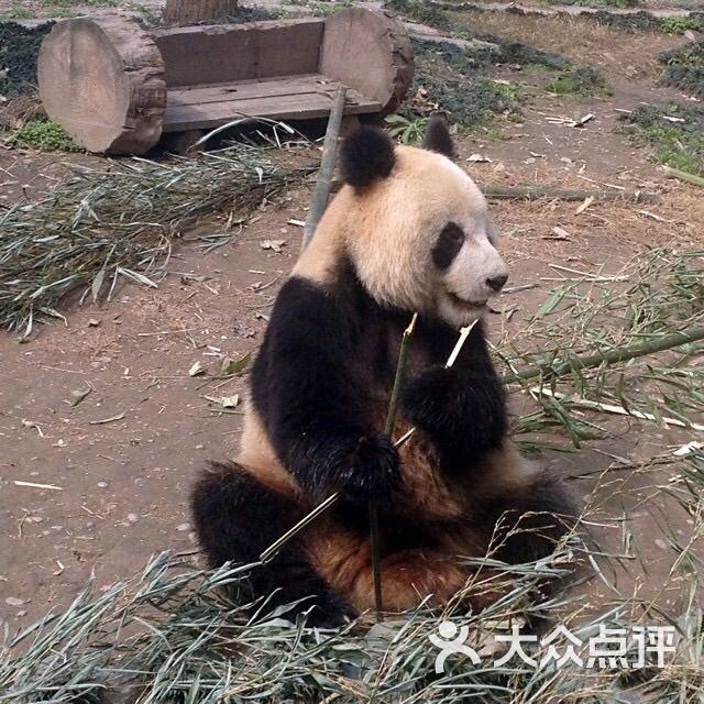大熊猫生态园停车场-图片-成都爱车