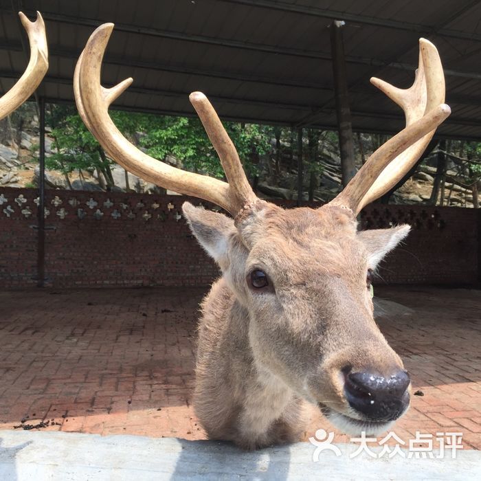 常青国际羊鹿山景区