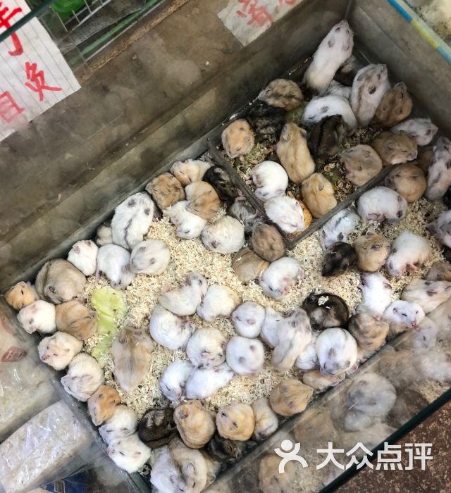 双季花艺园艺市场(浦东花鸟市场店)图片 - 第10张