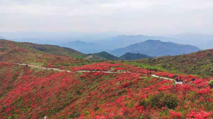 八卦脑景区-"漫山遍野的映山红,有红色和浅粉色的,选择.