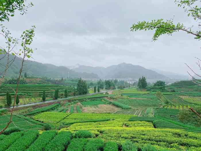 大木山茶园景区