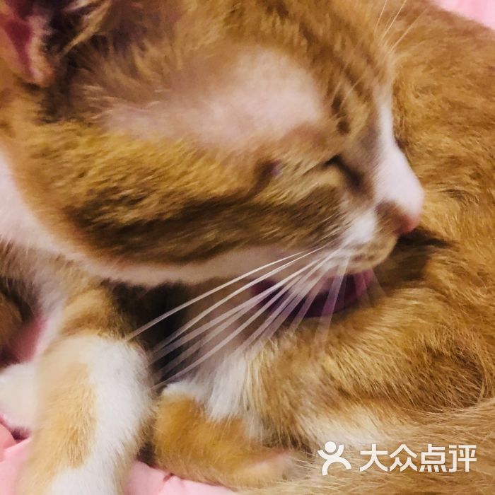 猫君橘九:非常完美的地方,2个人可以在阁.宁波
