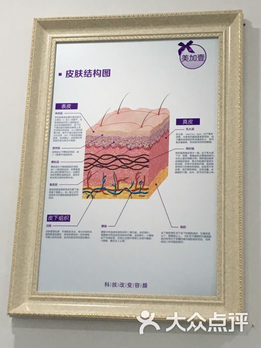 皮肤结构图