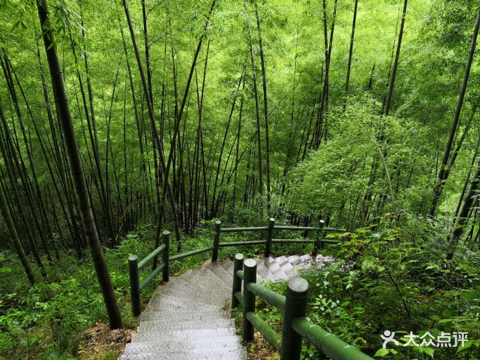 木坑竹海景区图片 - 第338张