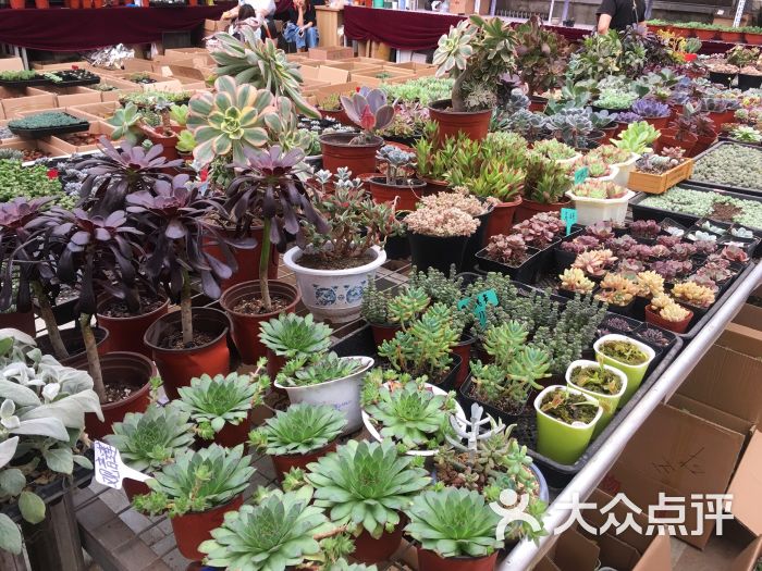花香源花木场图片 第4张