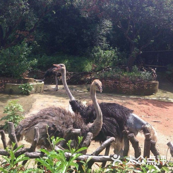 深圳野生动物园