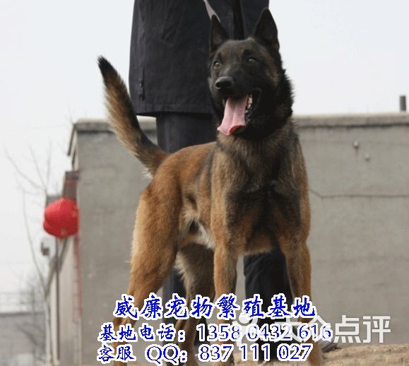 威廉总狗场-广州狗场 广州哪里有卖马犬 马犬什