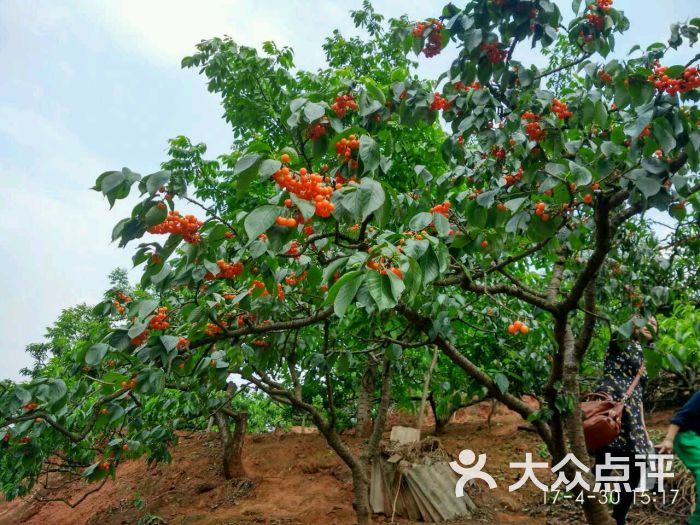 樱桃沟旅游区-图片-简阳市周边游-大众点评网