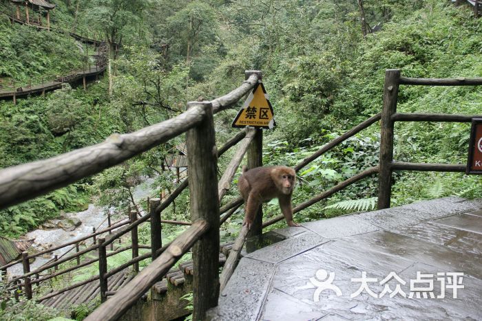 峨眉山七里坪森林栈道景区图片 - 第6张