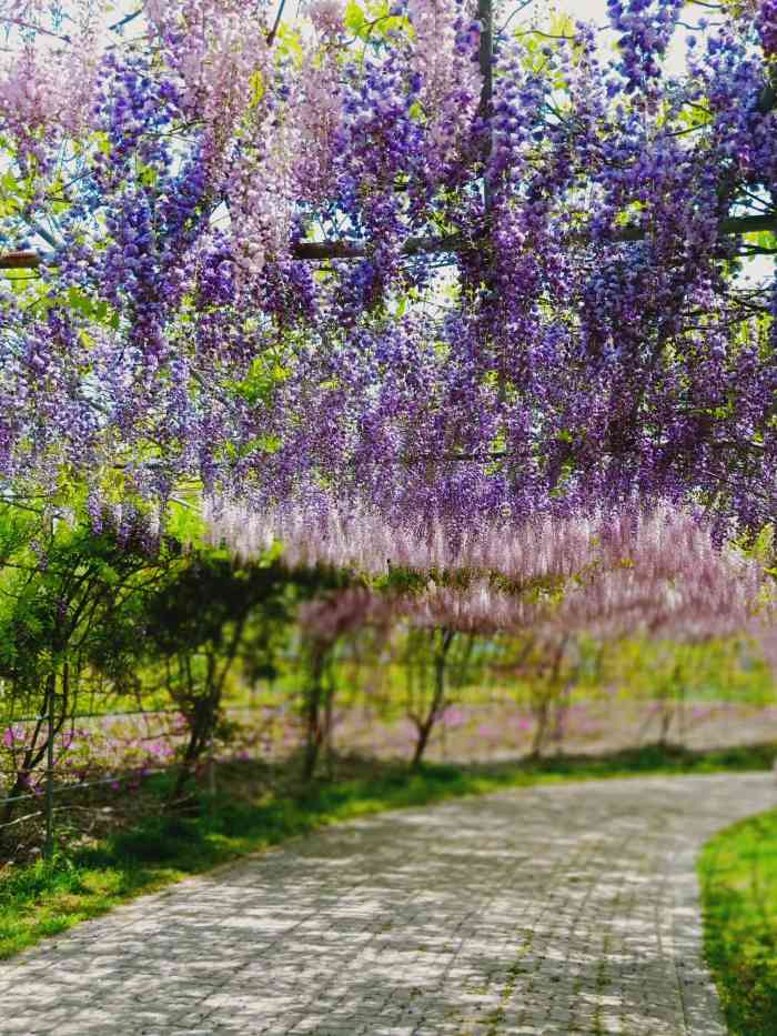 紫藤园-"又到四月天,观赏紫藤最好季节,常熟紫藤园.