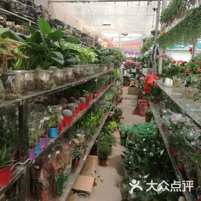 深港花卉中心图片-北京花店-大众点评网