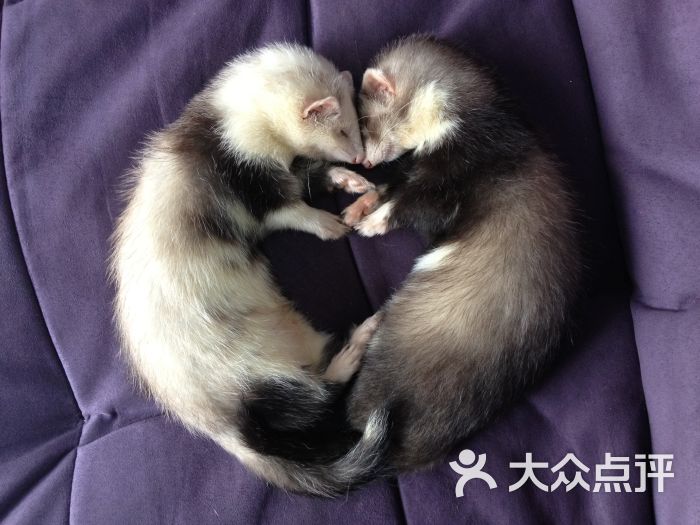 广州安哥鲁宠物貂动感专卖(燕子岗体育场旁)-心形貂图片-广州宠物