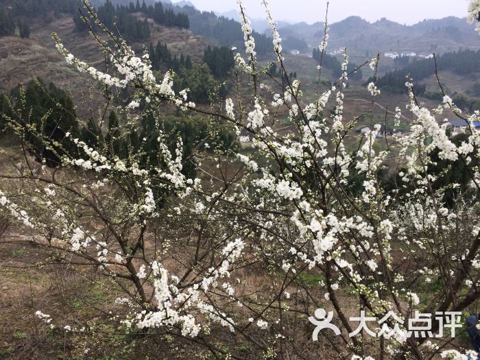 印盒李花生态旅游区-图片-重庆周边游