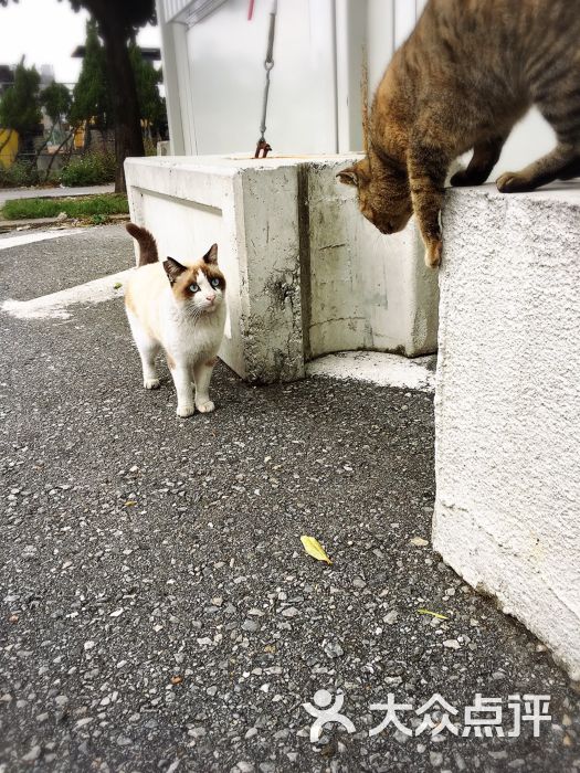 泊港鱼市场-图片-冲绳购物