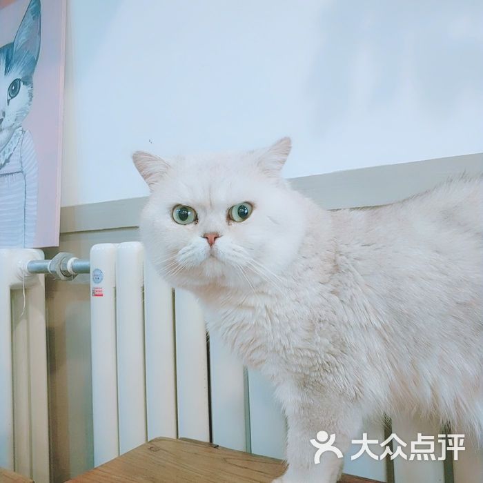 喵先森猫咪主题咖啡馆图片-北京咖啡厅-大众点评网