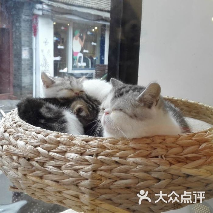 喜喵喵