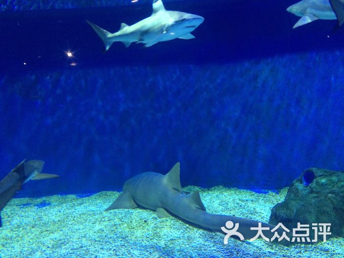 海滨城浩海立方海洋馆-图片-双流区周边游-大众点评网