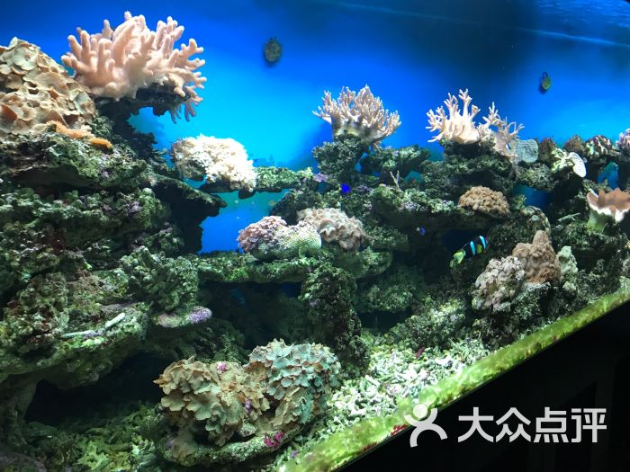 海珊瑚主题餐厅(湛江店)图片 第9张