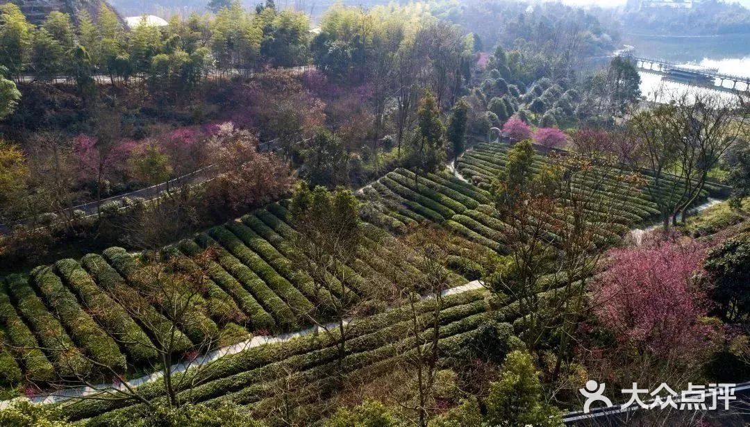 花的乡茶的谷花乡茶谷里一处世外桃源
