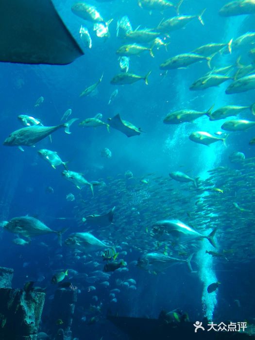 迪拜亚特兰蒂斯失落的空间水族馆图片