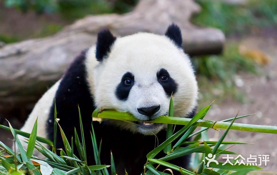 卧龙中华大熊猫苑图片 - 第9张
