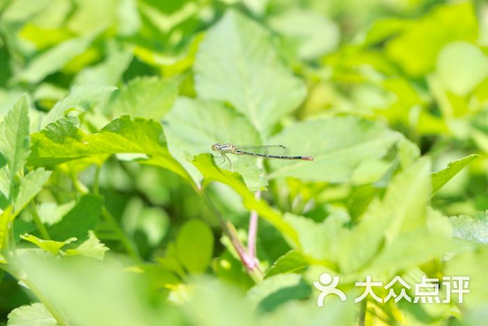 惠州西湖-canaan_for的相册-惠州周边游-大众点