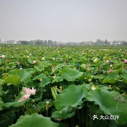 【莲泗荡风景区】电话,地址,价格,营业时间(图 嘉兴周边游 大众