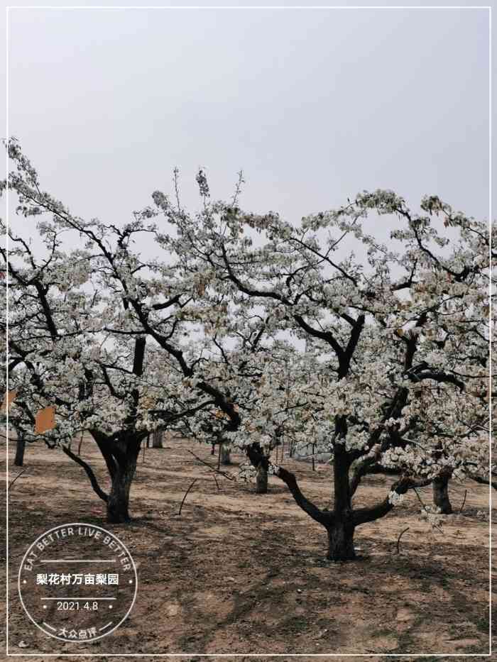 梨花村万亩梨园-"大兴庞各庄镇一年一度梨花节,梨花村