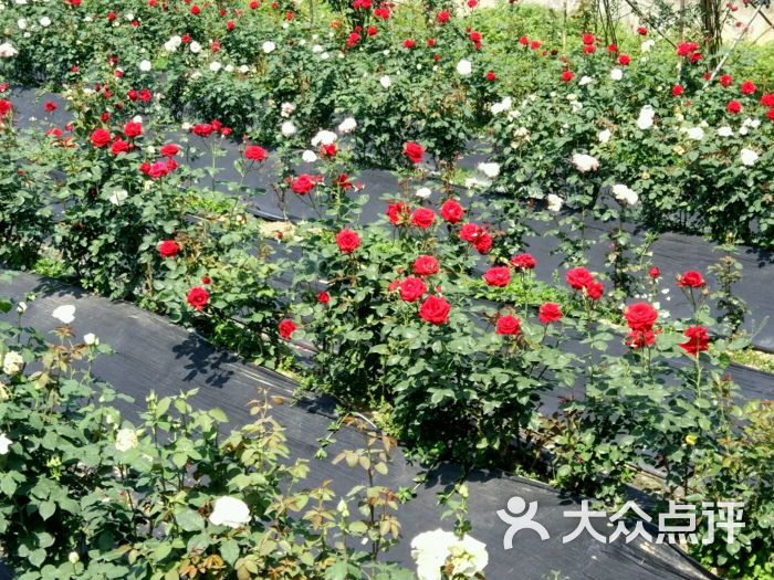 中国玫瑰谷-图片-绵竹市周边游-大众点评网
